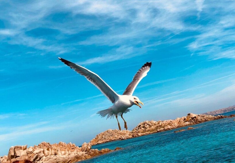 Picture 3 for Activity From Cannigione: La Maddalena Archipelago Catamaran Tour