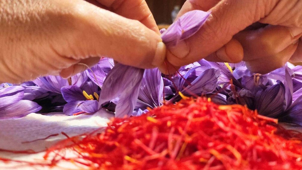 Picture 2 for Activity Olmedo: visit to the saffron workshop with tasting