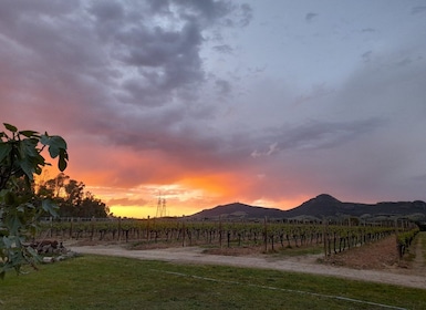 Alghero: Abendessen im Weinberg mit Wein