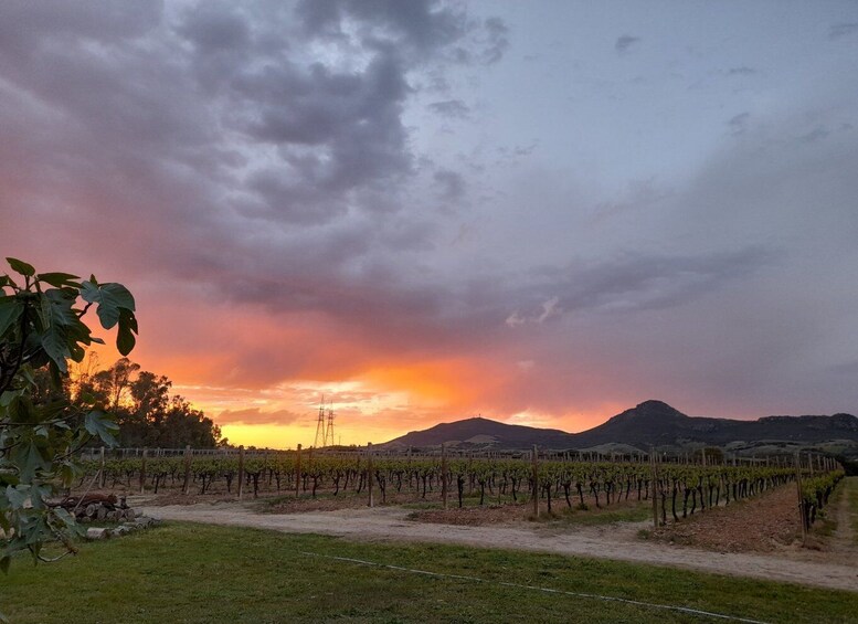 Alghero: Dinner in the Vineyard with Wine