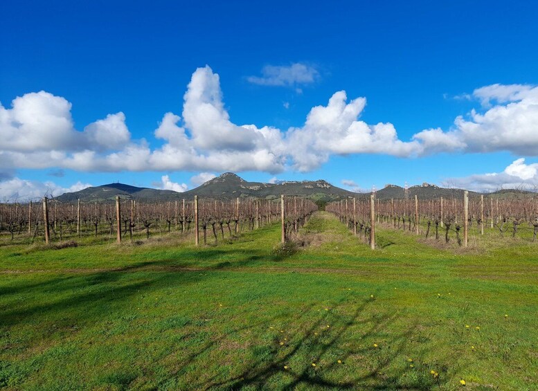 Picture 7 for Activity Alghero: Dinner in the Vineyard with Wine