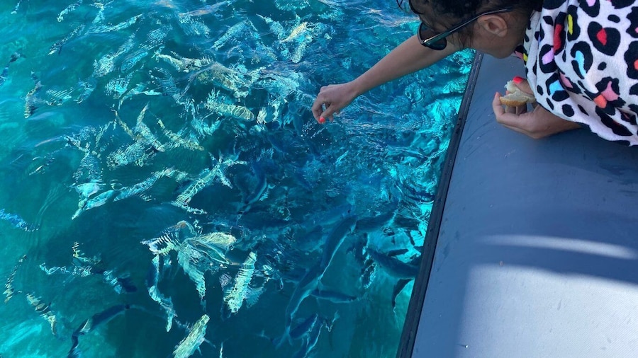 From Palau: Corsican Archipelago Half-Day RIB Boat Trip
