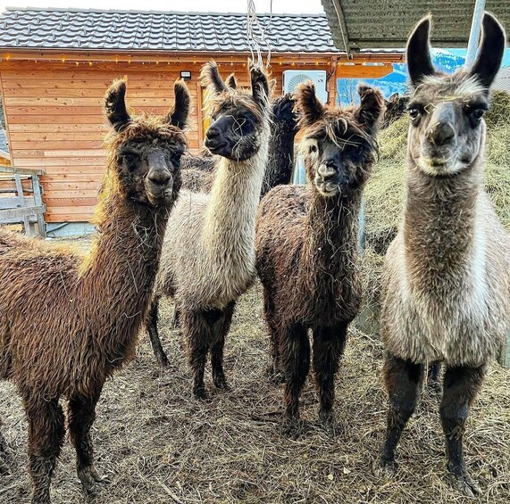 Picture 6 for Activity Triesenberg: Walk with a llama in the beautiful mountains