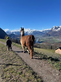 Triesenberg: pasea con una llama por las hermosas montañas