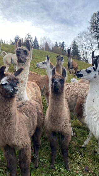 Picture 14 for Activity Triesenberg: Walk with a llama in the beautiful mountains