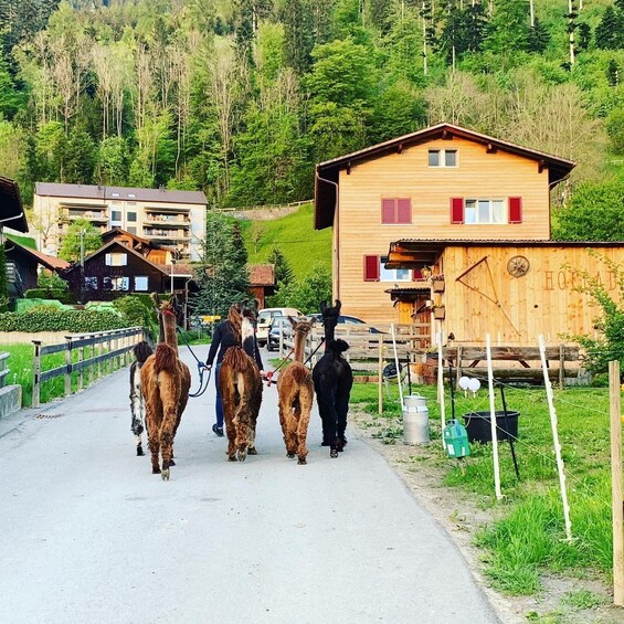 Picture 12 for Activity Triesenberg: Walk with a llama in the beautiful mountains