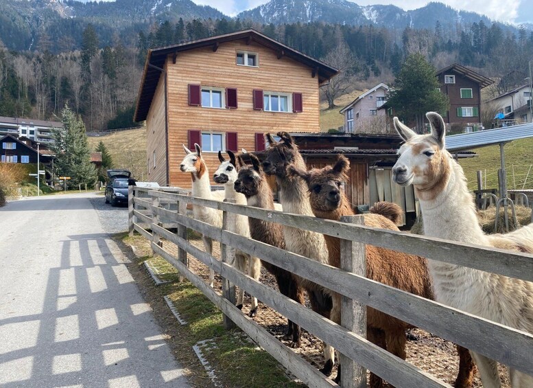 Picture 1 for Activity Triesenberg: Walk with a llama in the beautiful mountains