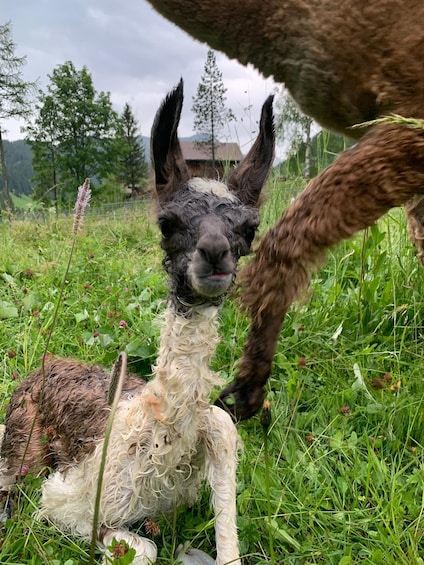 Picture 16 for Activity Triesenberg: Walk with a llama in the beautiful mountains