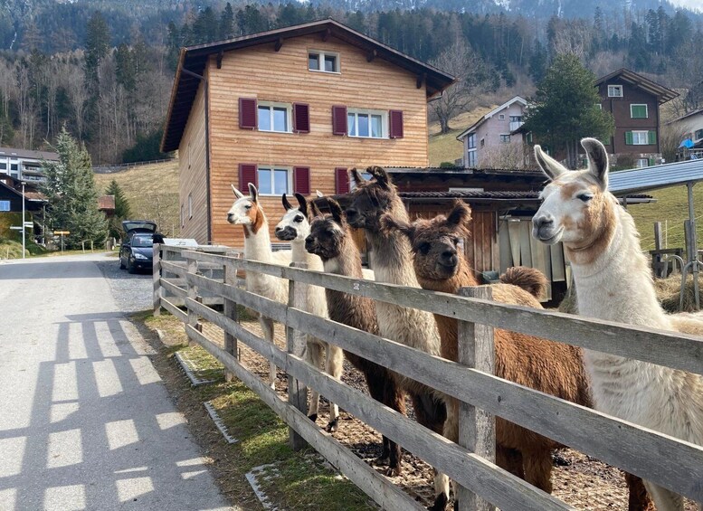 Picture 4 for Activity Triesenberg: Walk with a llama in the beautiful mountains