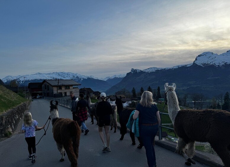 Picture 1 for Activity Triesenberg: Walk with a llama in the beautiful mountains