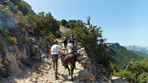 Donkey walk in Suttaterra forest from Dorgali