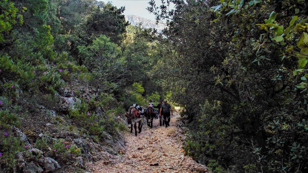 Picture 4 for Activity Donkey walk in Suttaterra forest from Dorgali