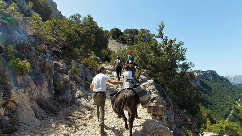 Promenade à dos d'âne dans la forêt de Suttaterra depuis Dorgali