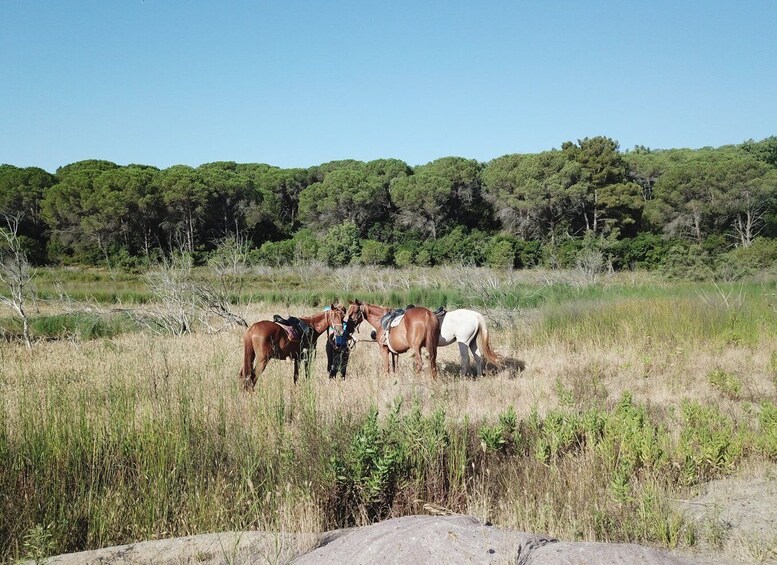 Picture 4 for Activity Alghero: Lake Baratz Guided Horseback Ride