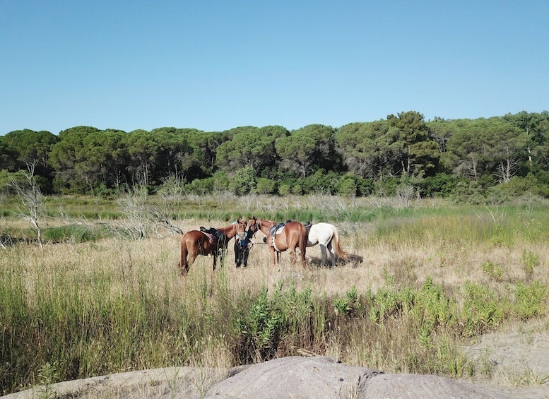 Picture 4 for Activity Alghero: Lake Baratz Guided Horseback Ride