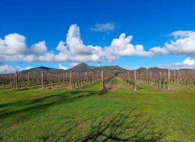 アルゲーロ: ワインテイスティングとブドウ畑での地元産アペリティフ