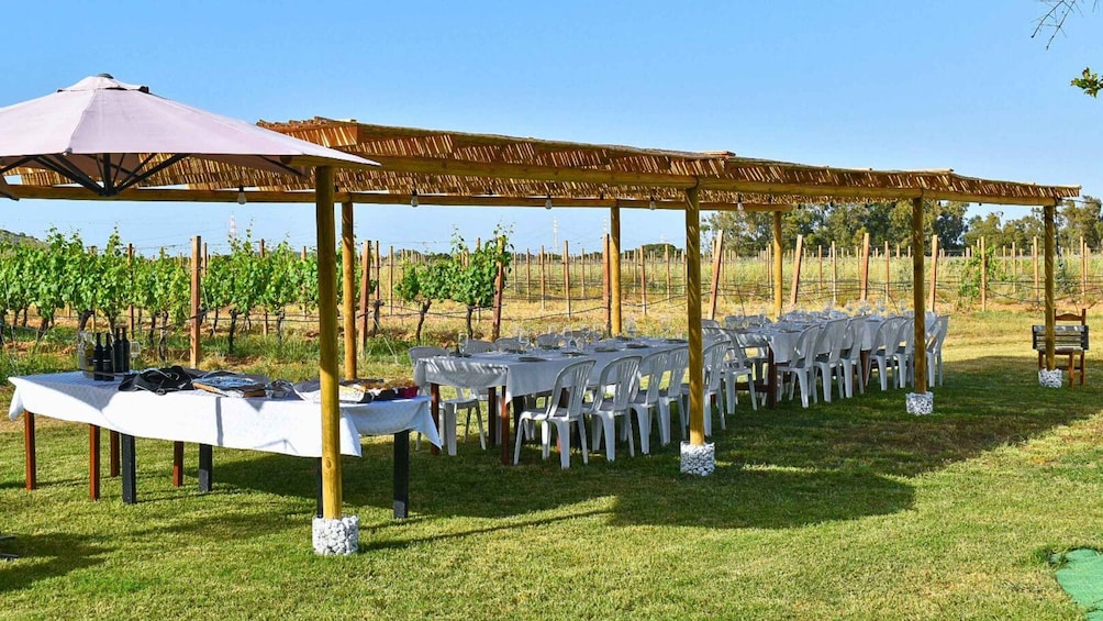 Picture 5 for Activity Alghero: wine tasting w/ local aperitif in the vineyard