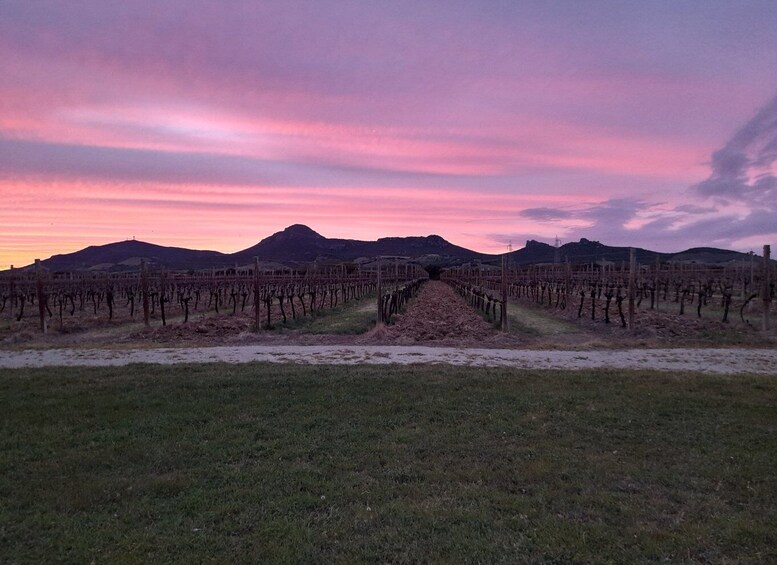 Picture 3 for Activity Alghero: wine tasting w/ local aperitif in the vineyard