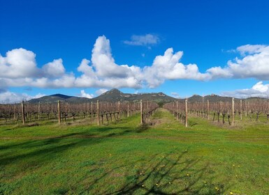 アルゲーロ: ワインテイスティングとブドウ畑での地元産アペリティフ