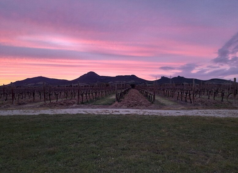 Picture 3 for Activity Alghero: wine tasting w/ local aperitif in the vineyard