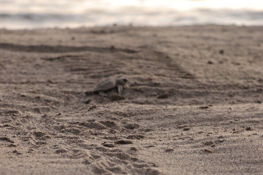 Visit Tortuguero Camp & Turtle Release