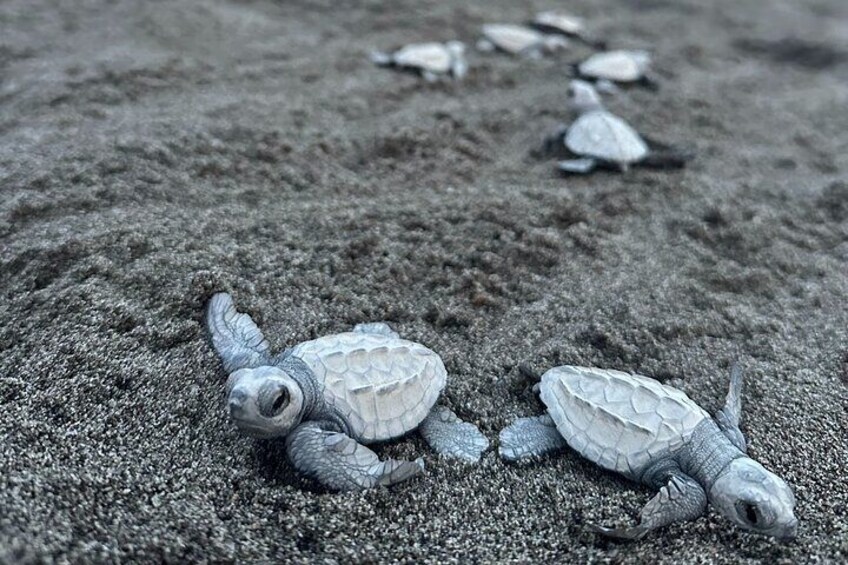 Visit Tortuguero Camp with Turtle Release Jalisco