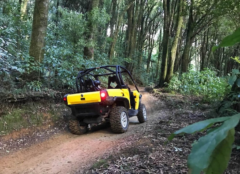 Picture 2 for Activity Rotorua: 4×4 Self Drive Buggy Tour through Farm and Bushland