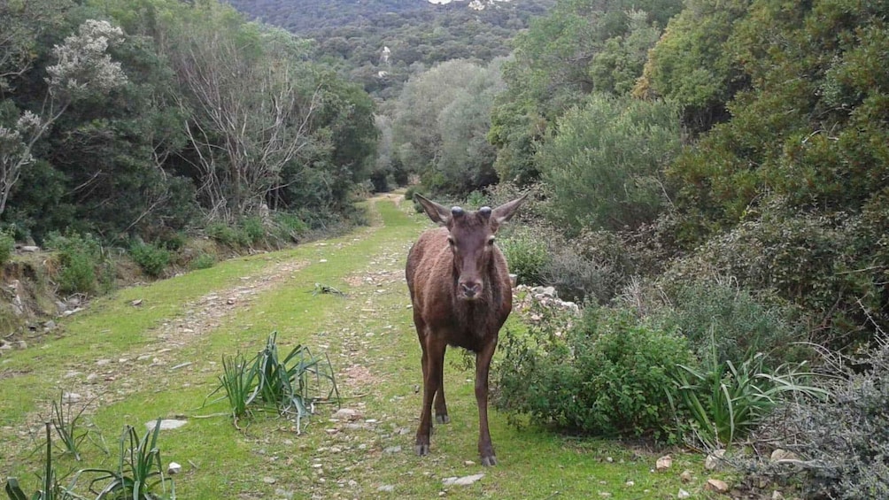 Picture 7 for Activity Castiadas: Sardinian Forest Deer Trek