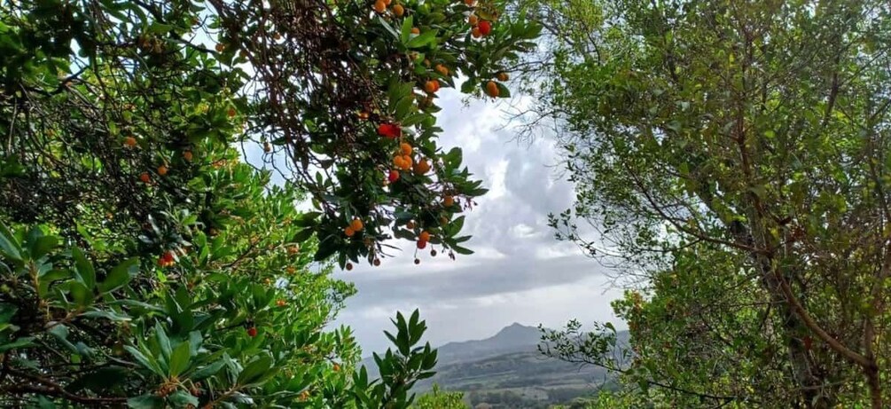 Picture 14 for Activity Castiadas: Sardinian Deer Forest Trek