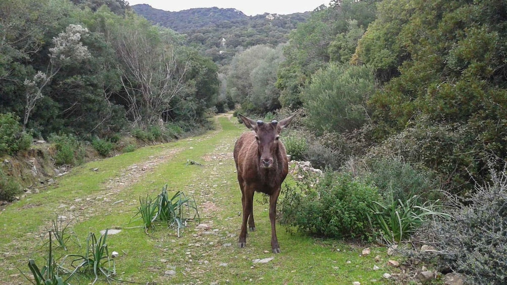 Picture 7 for Activity Castiadas: Sardinian Deer Forest Trek