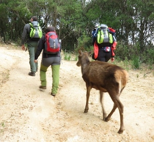 Castiadas: caminata por el bosque de ciervos de Cerdeña