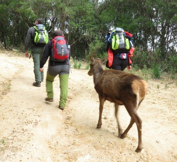 Castiadas: Sardinian Deer Forest Trek