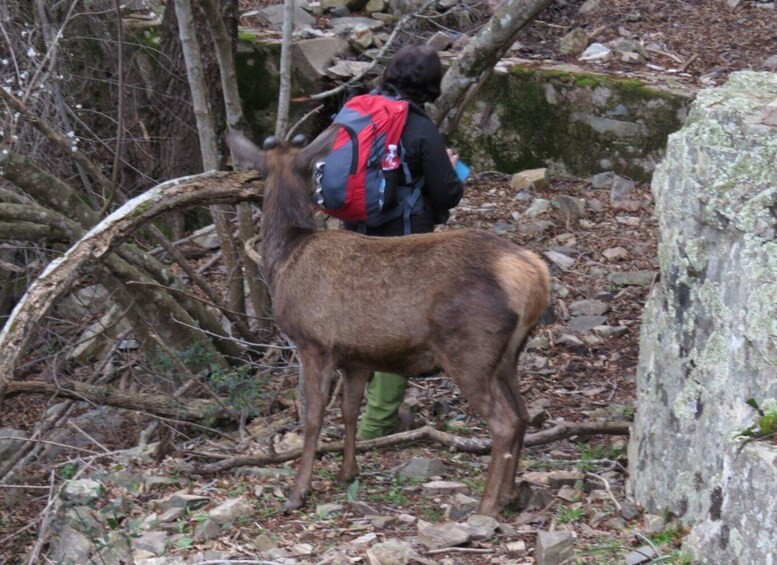 Picture 19 for Activity Castiadas: Sardinian Deer Forest Trek