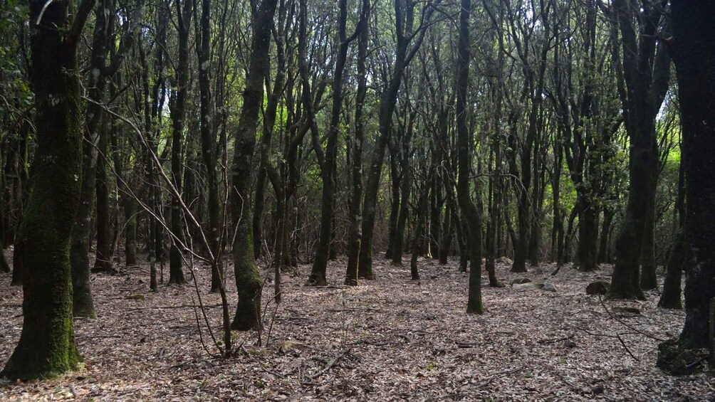 Picture 2 for Activity Castiadas: Sardinian Deer Forest Trek