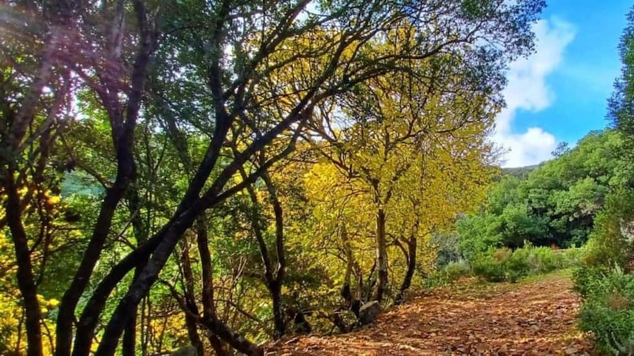 Picture 17 for Activity Castiadas: Sardinian Deer Forest Trek