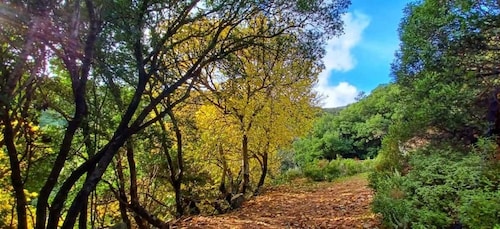 Castiadas: trekking in the S'Acqua Callenti forest