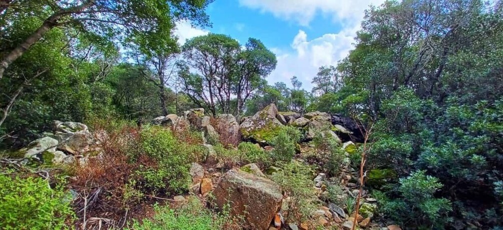 Picture 18 for Activity Castiadas: Sardinian Deer Forest Trek