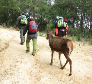 Castiadas : Trek de la forêt de cerfs sarde