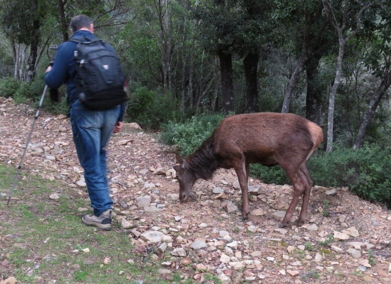 Picture 22 for Activity Castiadas: Sardinian Deer Forest Trek