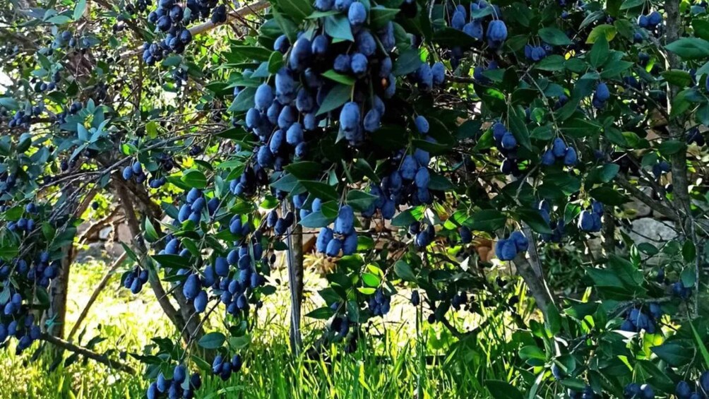 Picture 2 for Activity Olbia: Visit a myrtle production lab with tasting