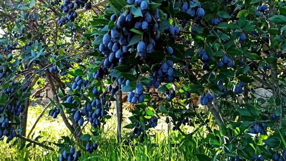 Picture 2 for Activity Olbia: Visit a myrtle production lab with tasting