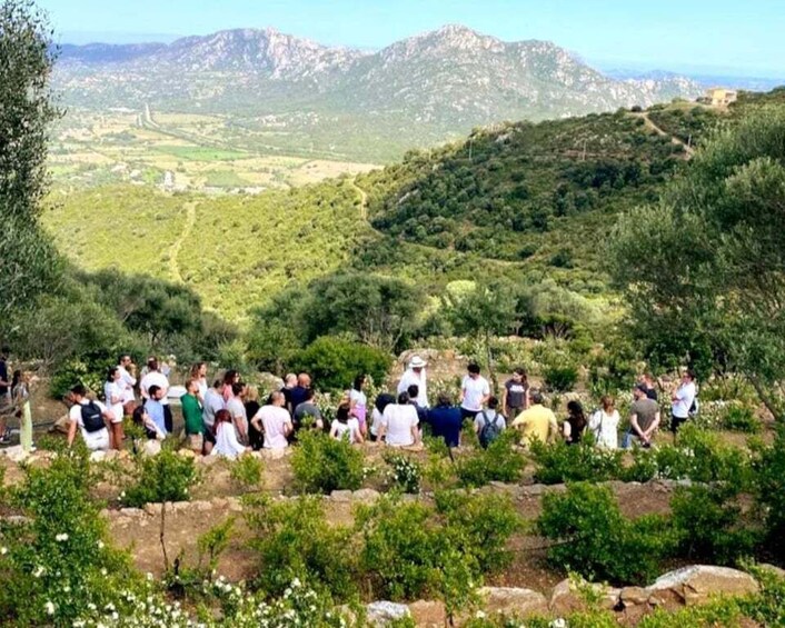 Picture 7 for Activity Olbia: Visit a myrtle production lab with tasting