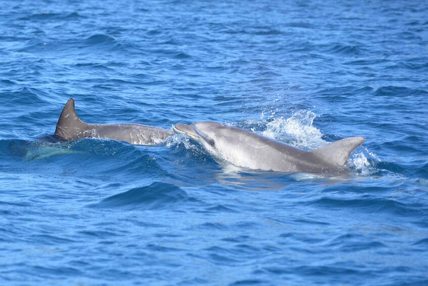 Picture 9 for Activity From Olbia: sailing tour between Tavolara and Cala Moresca