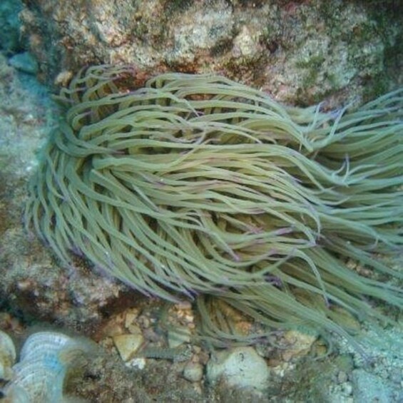Picture 2 for Activity Alghero: diving for professionals at Capo Caccia