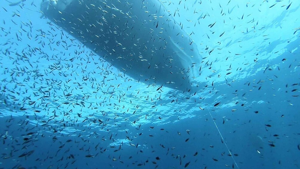 Picture 9 for Activity San Teodoro: Diving in the Marine Protected Area of Tavolara