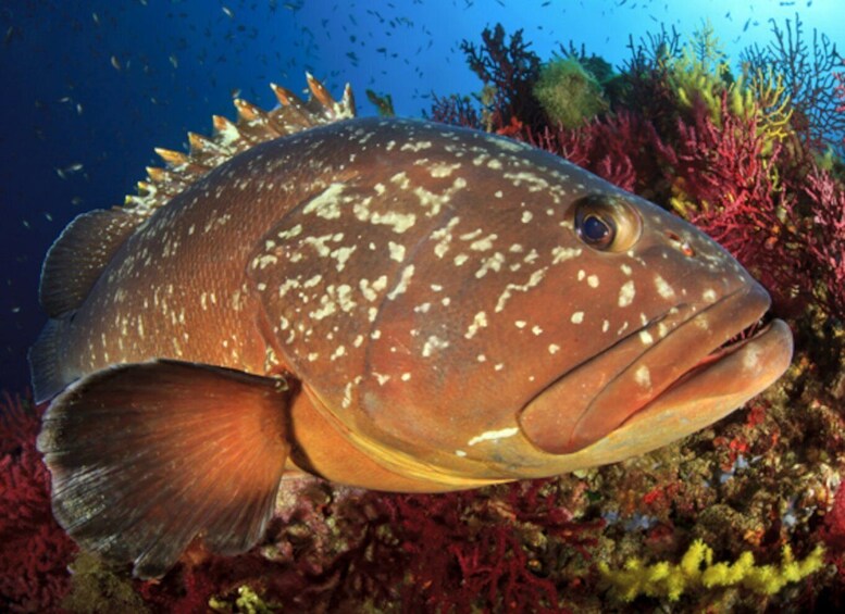 Picture 3 for Activity San Teodoro: Diving in the Marine Protected Area of Tavolara