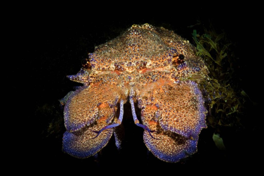 Picture 10 for Activity San Teodoro: Diving in the Marine Protected Area of Tavolara