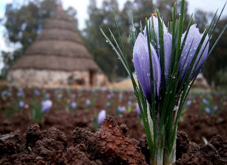 Picture 11 for Activity Olmedo: saffron workshop with shepherd and tasting