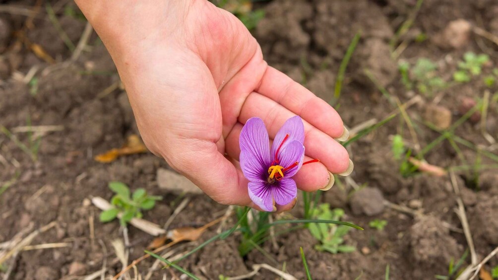 Picture 7 for Activity Olmedo: Saffron trail with Sardinian Shepherd & tasting