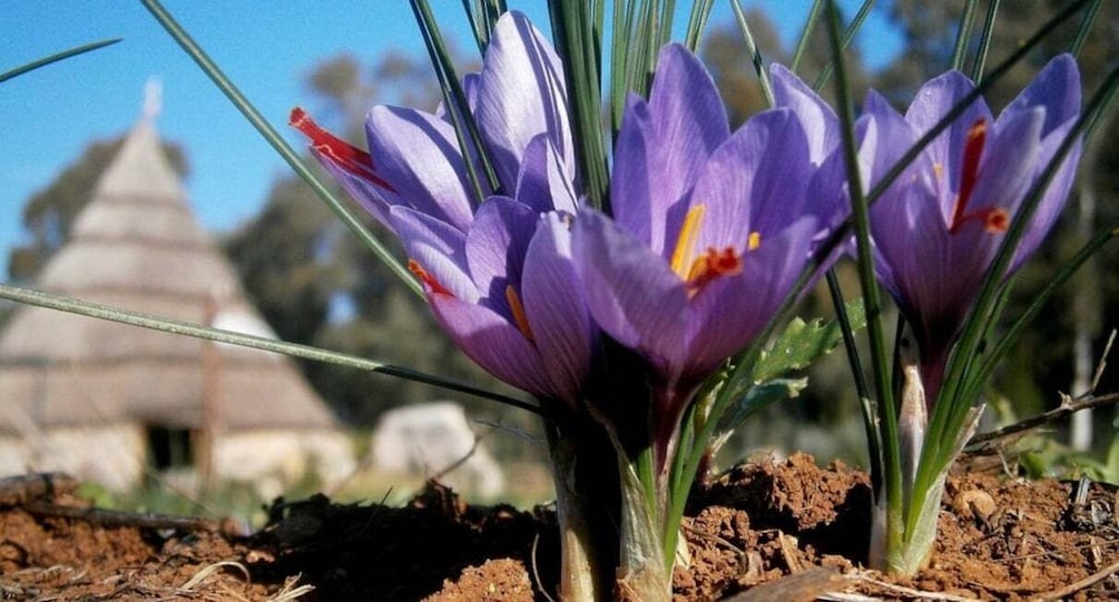 Picture 10 for Activity Olmedo: Saffron trail with Sardinian Shepherd & tasting